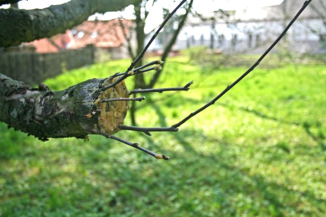 apple_tree_grafting_1